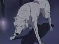 Wolf\