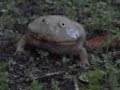 angriffslustiger Frosch angriffslustiger Frosch