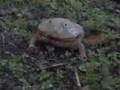 angriffslustiger Frosch