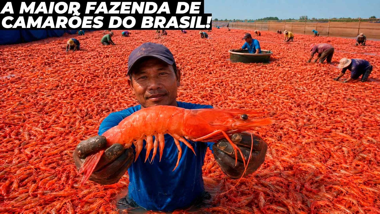 Conheça a incrível maior fazenda de camarões do Brasil