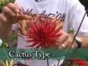 2008 Dahlia Festival