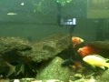 75 gallon Cichlid Aquarium