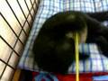 池袋の猫カフェ　ねころび4　バート君編