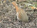Fox Sparrow