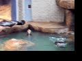 sea-life-park-oahu-hawaii-activities-and-attractions.html