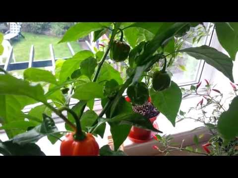 how to harvest scotch bonnet peppers