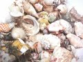bigorneau mollusque gast�ropode comestible sumatra indon�sie