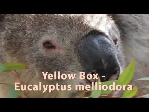 Koalas eat many types of gum tree!