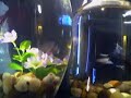 my betta fish eating brine shrimp my betta fish eating brine shrimp