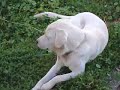 le'Angry Dog au'la mosquito
