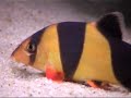lazy clown loach, spine out