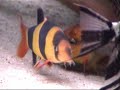 lazy clown loach, spine out