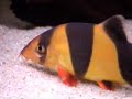 lazy clown loach, spine out
