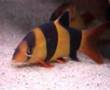 lazy clown loach, spine out