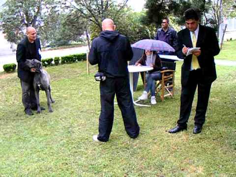 dogue allemand