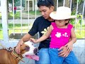 HB 568 - Pit bull ban in OH