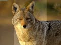 Derechos de los animales.