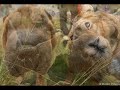 Derechos de los animales.