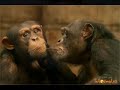 Derechos de los animales.