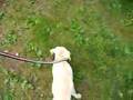 george michael bluth's first walk