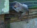 hilarious-macaque-monkey-sneezing.html