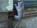 Hilarious Macaque Monkey Sneezing