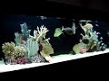 saltwater-aquarium.html