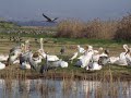 Birds in Agmon Ahula