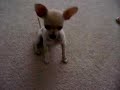 chihuahuas-playing-on-bed.html