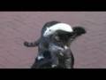 Entre Chien Chat Et Rat