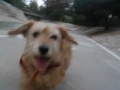 Click here to watch this video Henry & Ms. Bear visit the Arroyos