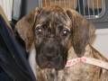videos de Lara Dogo/Presa Canario