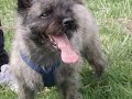 Toivo terrier.