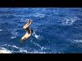 videos de Salto motale mit Bauchfleck  Aua