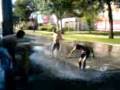 videos de Atacando grifo.3gp