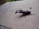 A szarvas bog�r kir�ly nagyon �gyes/smart stag-beetle