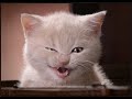 vERY fUNNY cATS 14