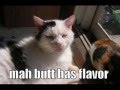 vERY fUNNY cATS 14