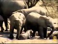 Baby elephant\