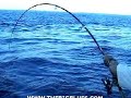 Andaman Islands - Yellowfin madness