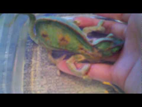 how to treat mbd in chameleons