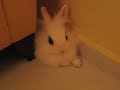 Cutest hotot like Lionhead rabbit-very catish Cutest hotot like Lionhead rabbit-very catish
