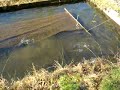 Huchen Laichfische beim fressen Huchen Laichfische beim fressen