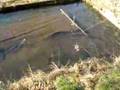 Huchen Laichfische beim fressen