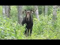 Moose on Isle Royale Moose on Isle Royale