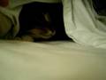videos de Princess Hiding