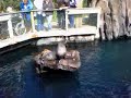 Fur Seals in Torquay