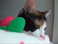 ?????????????????- Talking Cat