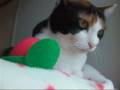 おしゃべりな猫、やっぱり気になる。- Talking Cat