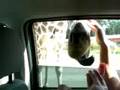 videos de Serengetipark 29.07.2008